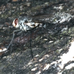 Prosena sp. (genus) at Majura, ACT - 2 Apr 2020