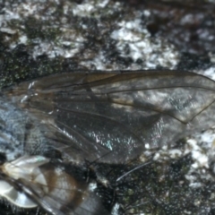Prosena sp. (genus) at Majura, ACT - 2 Apr 2020