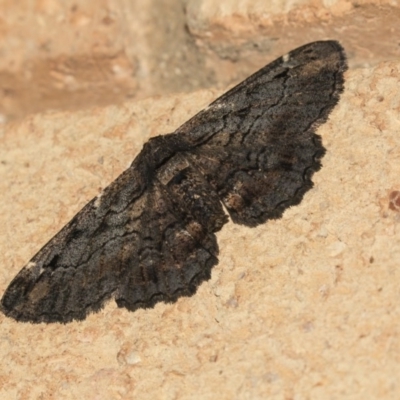 Pholodes sinistraria (Sinister or Frilled Bark Moth) at Higgins, ACT - 22 Mar 2020 by AlisonMilton
