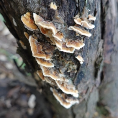 Trametes sp. at Red Hill, ACT - 2 Apr 2020 by JackyF