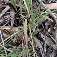 Lomandra filiformis subsp. coriacea (Wattle Matrush) at Red Hill, ACT - 2 Apr 2020 by JackyF
