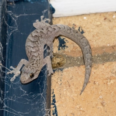 Christinus marmoratus (Southern Marbled Gecko) at Higgins, ACT - 23 Mar 2020 by AlisonMilton