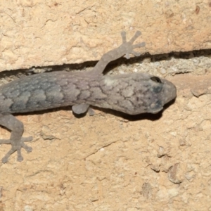 Christinus marmoratus at Higgins, ACT - 23 Mar 2020