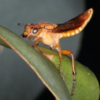 Pseudoperga sp. (genus) (Sawfly, Spitfire) at Mount Ainslie - 2 Apr 2020 by jb2602