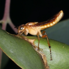 Pseudoperga sp. (genus) at Ainslie, ACT - 2 Apr 2020