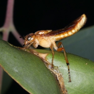 Pseudoperga sp. (genus) at Ainslie, ACT - 2 Apr 2020