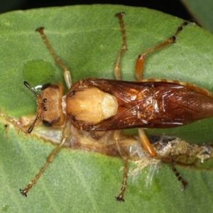 Pseudoperga sp. (genus) at Ainslie, ACT - 2 Apr 2020