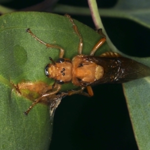 Pseudoperga sp. (genus) at Ainslie, ACT - 2 Apr 2020