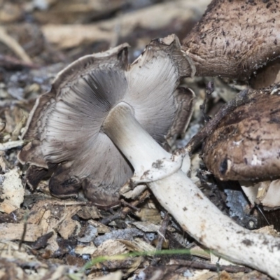 Unverified Cap on a stem; gills below cap [mushrooms or mushroom-like] at Higgins, ACT - 25 Mar 2020 by AlisonMilton