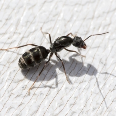 Iridomyrmex sp. (genus) (Ant) at Higgins, ACT - 1 Apr 2020 by AlisonMilton