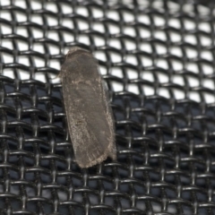 Proteuxoa sp. (21) (MoV, Part 9) (A Noctuid moth (Acronictinae)) at Higgins, ACT - 1 Apr 2020 by AlisonMilton
