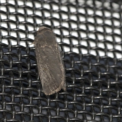 Proteuxoa unidentified species (MoV sp.21) at Higgins, ACT - 31 Mar 2020 by AlisonMilton