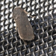 Proteuxoa unidentified species (MoV sp.21) at Higgins, ACT - 1 Apr 2020