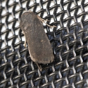 Proteuxoa unidentified species (MoV sp.21) at Higgins, ACT - 1 Apr 2020