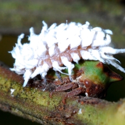 Cryptolaemus montrouzieri (Mealybug ladybird) at University of Canberra - 31 Mar 2020 by Harrisi