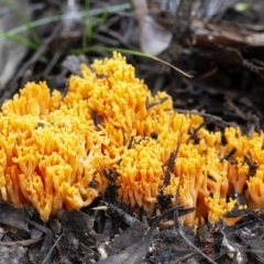 Ramaria sp. (genus) (A Coral fungus) at Penrose, NSW - 3 Apr 2020 by Aussiegall