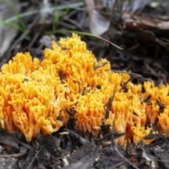 Unidentified Cup or disk - with no 'eggs' at Penrose, NSW - 3 Apr 2020 by Aussiegall