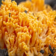 Ramaria sp. (genus) at Penrose, NSW - 3 Apr 2020 03:14 PM