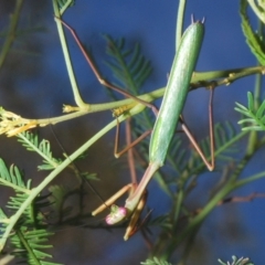 Pseudomantis albofimbriata (False garden mantis) at Bruce Ridge - 29 Mar 2020 by Harrisi