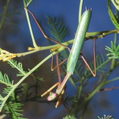 Pseudomantis albofimbriata (False garden mantis) at Bruce, ACT - 29 Mar 2020 by Harrisi