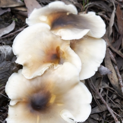 Omphalotus nidiformis (Ghost Fungus) at Wingecarribee Local Government Area - 3 Apr 2020 by Aussiegall