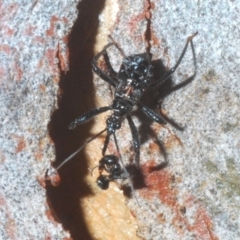 Reduviidae (family) (An assassin bug) at Bruce Ridge to Gossan Hill - 29 Mar 2020 by Harrisi