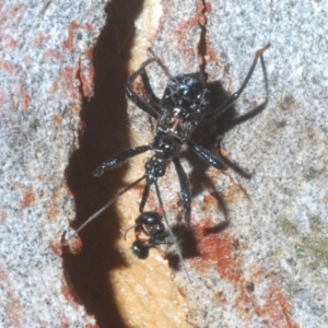 Reduviidae (family) at Bruce, ACT - 29 Mar 2020 06:00 PM