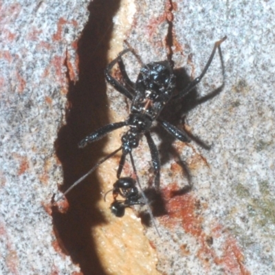 Reduviidae (family) (An assassin bug) at Bruce, ACT - 29 Mar 2020 by Harrisi