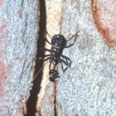 Reduviidae (family) at Bruce, ACT - 29 Mar 2020 06:00 PM