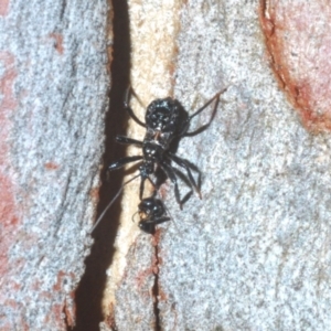 Reduviidae (family) at Bruce, ACT - 29 Mar 2020 06:00 PM