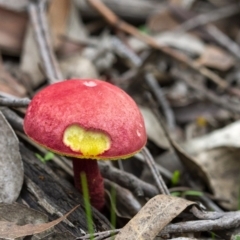 Boletellus obscurecoccineus (Rhubarb Bolete) at Penrose - 3 Apr 2020 by Aussiegall