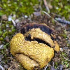 Scleroderma sp. (Scleroderma) at Penrose, NSW - 3 Apr 2020 by Aussiegall