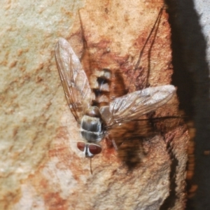 Prosena sp. (genus) at Bruce, ACT - 30 Mar 2020