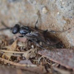 Unidentified Sand or digger wasp (Crabronidae or Sphecidae) at Wamboin, NSW - 31 Jan 2020 by natureguy