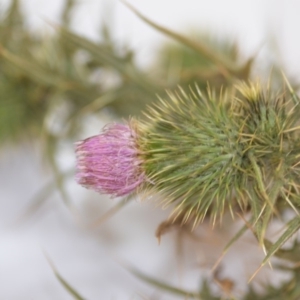 Cirsium vulgare at Wamboin, NSW - 1 Feb 2020