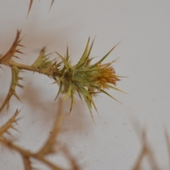 Carthamus lanatus (Saffron Thistle) at Wamboin, NSW - 1 Feb 2020 by natureguy