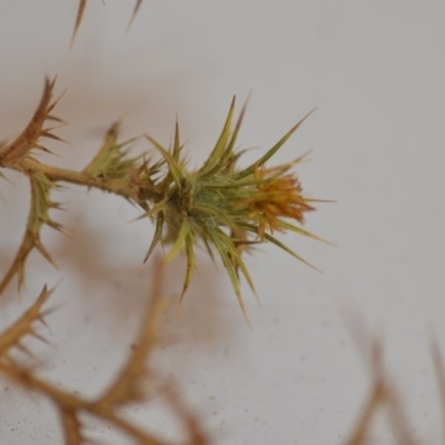 Carthamus lanatus (Saffron Thistle) at Wamboin, NSW - 1 Feb 2020 by natureguy