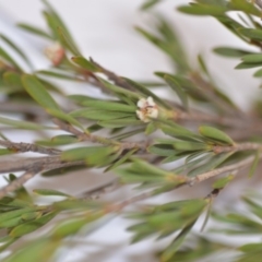 Kunzea ericoides (Burgan) at Wamboin, NSW - 1 Feb 2020 by natureguy