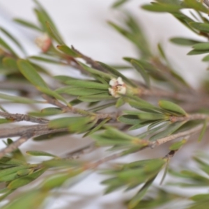 Kunzea ericoides at Wamboin, NSW - 1 Feb 2020