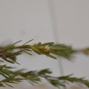 Kunzea ericoides at Wamboin, NSW - 1 Feb 2020