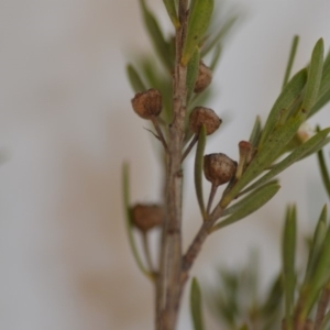 Kunzea ericoides at Wamboin, NSW - 1 Feb 2020
