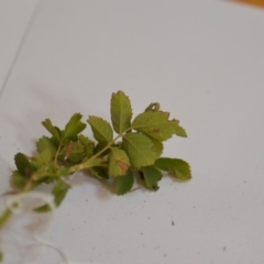 Rosa rubiginosa at Wamboin, NSW - 1 Feb 2020