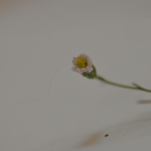 Vittadinia muelleri at Wamboin, NSW - 1 Feb 2020