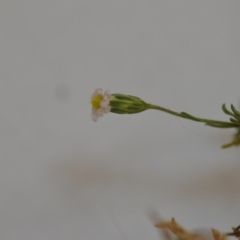 Vittadinia muelleri at Wamboin, NSW - 1 Feb 2020