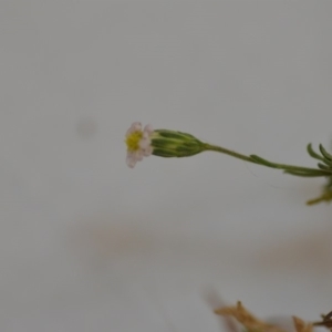 Vittadinia muelleri at Wamboin, NSW - 1 Feb 2020