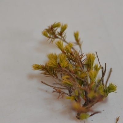Astroloma humifusum (Cranberry Heath) at Wamboin, NSW - 1 Feb 2020 by natureguy
