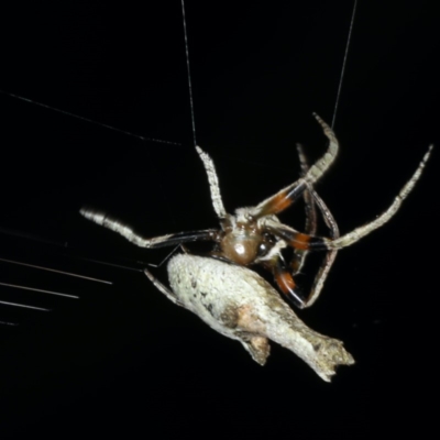 Unidentified Orb-weaving spider (several families) at Lilli Pilli, NSW - 1 Apr 2020 by jb2602