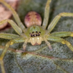 Sparassidae (family) (A Huntsman Spider) at Bruce Ridge to Gossan Hill - 31 Mar 2020 by Bron