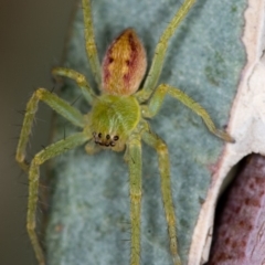 Sparassidae (family) at Bruce, ACT - 1 Apr 2020