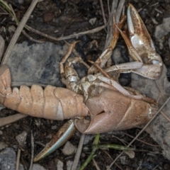 Cherax destructor (Common Yabby) at Bruce, ACT - 9 Feb 2019 by Bron